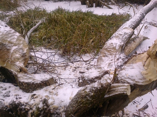 Aktivity bobrov na potoku Duša v Žbinciach 2015